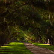 Live_oaks_card