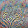 Zebracolor600x600_thumb