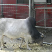 Pygmiezebu1_card
