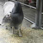 Pygmiezebu2_card