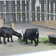 Pygmiegoat1_card