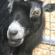 Pygmiegoat2_card