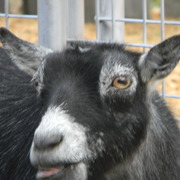 Pygmiegoat3_card