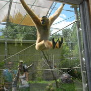 Gibbonmonkey2_card