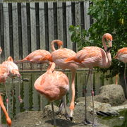 Flamingo1_card