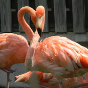Flamingo2_card