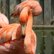 Flamingo3_card