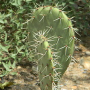 Cactusgarden1_card