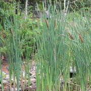 Cattails_card
