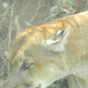 Cougar1_card
