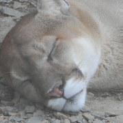 Cougar2_card