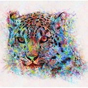 Tigercolor_web_card