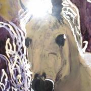 Konj_picture_card