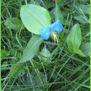 Img_5897_crop___green_border_card