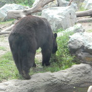 Blackbear1_card