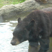 Blackbear2_card