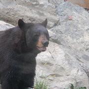 Blackbear3_card