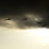 Dsc04656_thumb