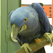 Macaw1_card