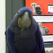 Macaw2_card