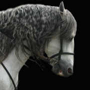 Horse_head_5_edited-1_card