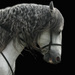 Horse_head_5_edited-1_square