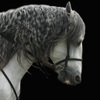 Horse_head_5_edited-1_thumb