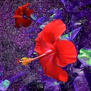 Hibiscus_l_card