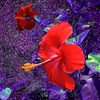 Hibiscus_l_thumb