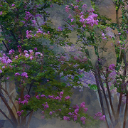 Crepe_myrtle_card