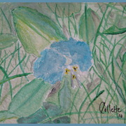 Img_5981_clear_wild_flower___border_card