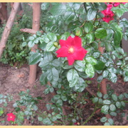 Img_5965_rose_bush___border_card