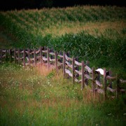 Cornfence_card