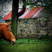 Horseshed_card