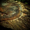 Log2_thumb