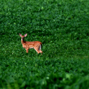 Img_8635c3_card