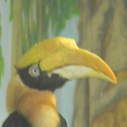Greathornbill1_card
