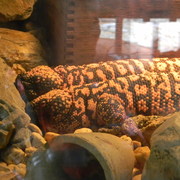 Gilamonsters_card
