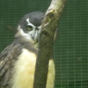 Spectualowl_card