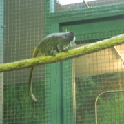 Tamarinmonkey_card