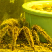Tarantula_card