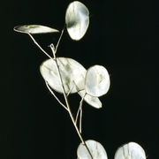 Ph-10066_card