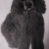 Dog2_thumb