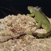 Iguana_card
