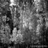 Aspen-16x20-bw-post_thumb