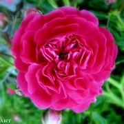 Img_4027_card