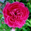 Img_4027_thumb