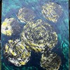 Black_roses_thumb