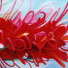 Grevilia-oil-60-90cm_thumb