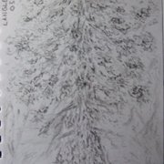 Langley_park_tree_no